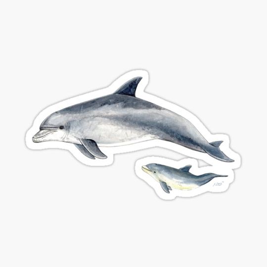 Discover Bottlenose dolphin