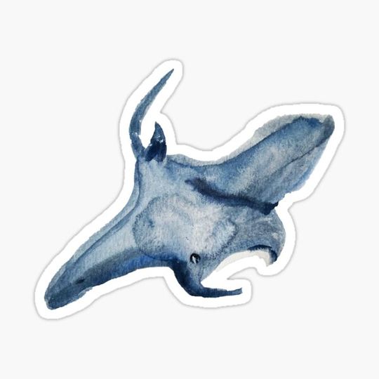 Discover Manta Ray