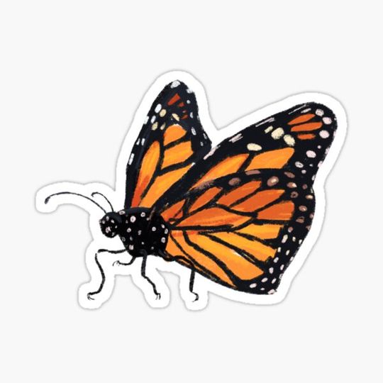 Discover Monarch butterfly