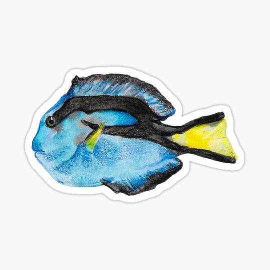Discover Blue Tang Fish