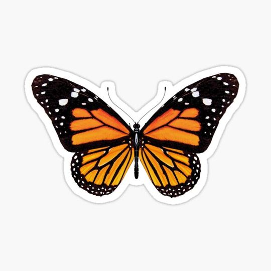 Discover Butterfly, moth, king butterfly, insect