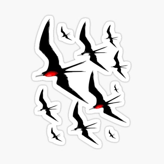 Discover Frigate Birds Majestic Flight