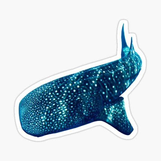 Discover Whale Shark