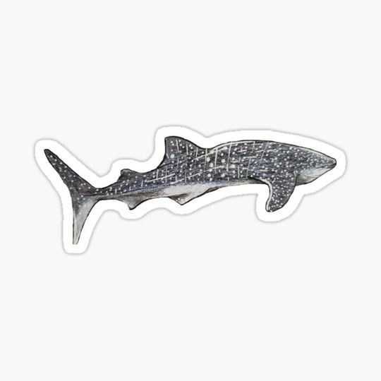Discover Whale Shark