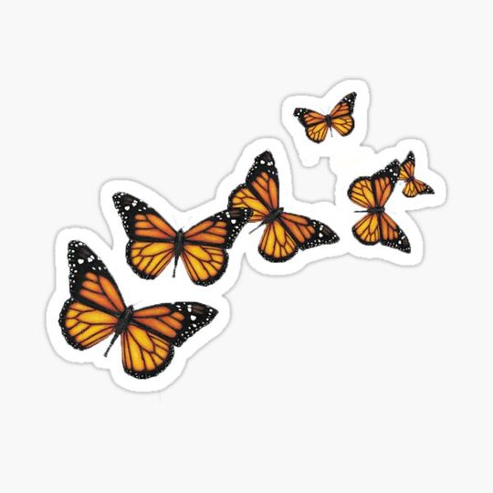 Discover butterflies