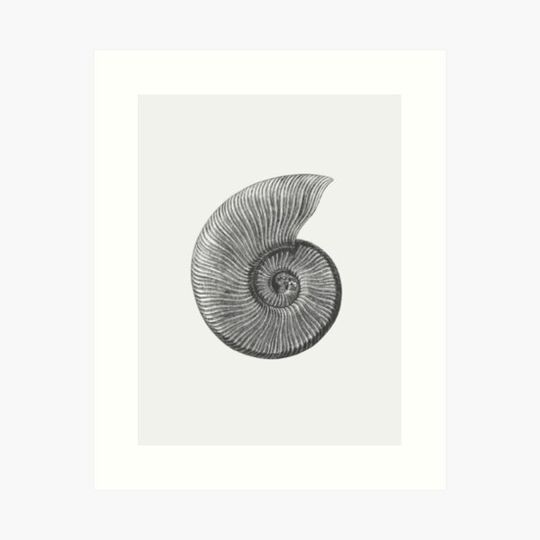 Discover Ammonite Fossil