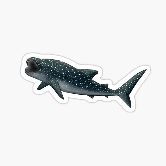 Discover whale shark