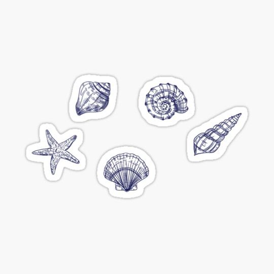 Discover Seashells