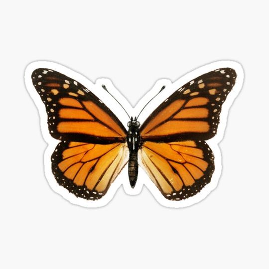 Discover Monarch Butterfly