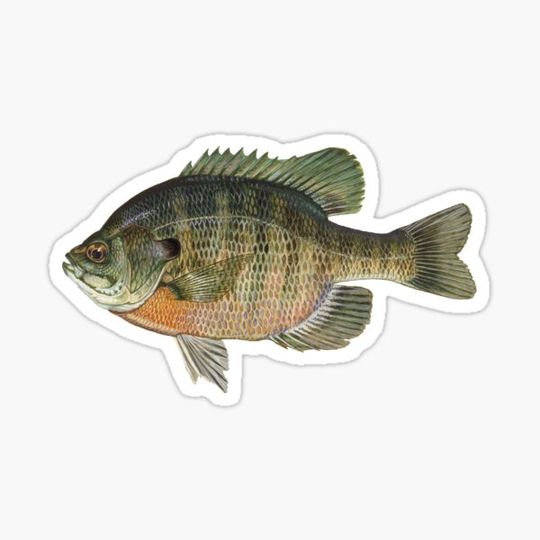 Discover Bluegill