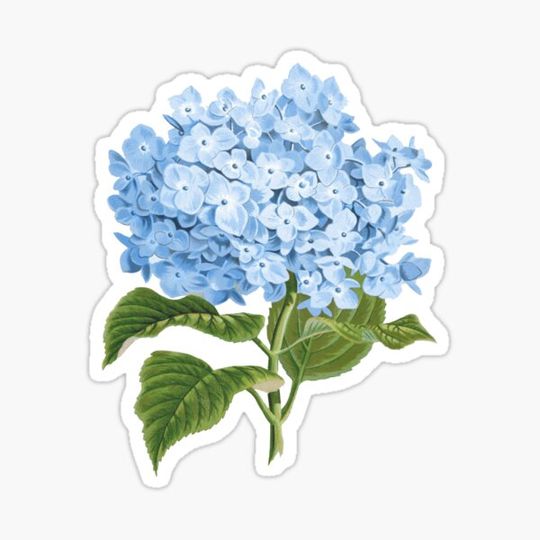 Discover Hydrangea Flower In Blue
