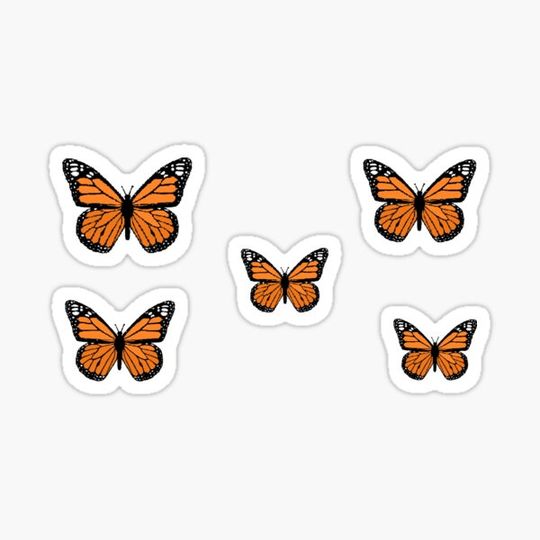 Discover Butterflies