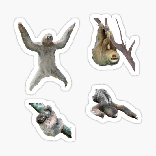 Discover Sloth - Set of 4 sloth Stickers