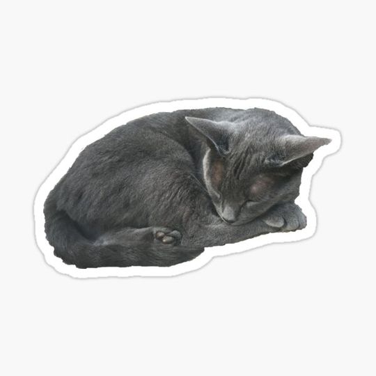 Discover Grey Cat Sleeping