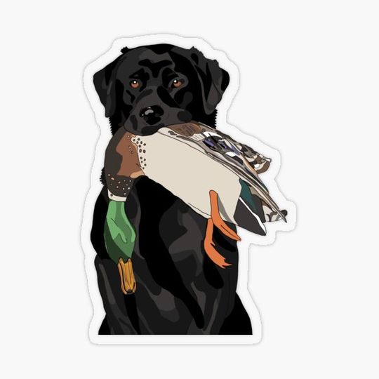 Discover Bird Dog