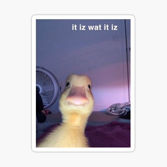 Discover it is what it is duck