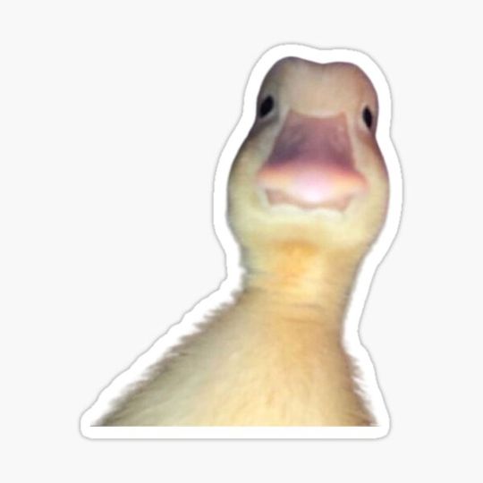 Discover cute duck