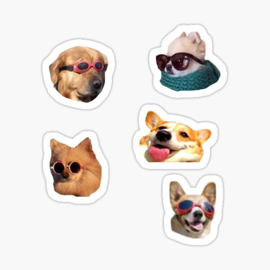Discover doggo