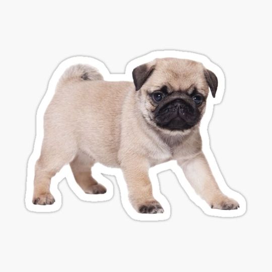 Discover Pug Puppy 2