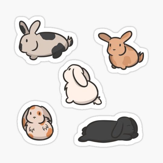 Discover little rabbits