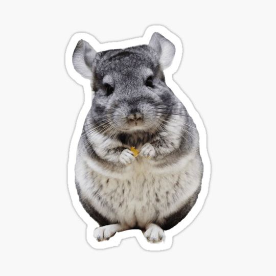 Discover Grey chinchilla