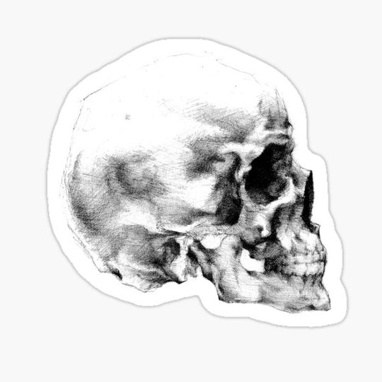 Discover Skull Pencil Drawing