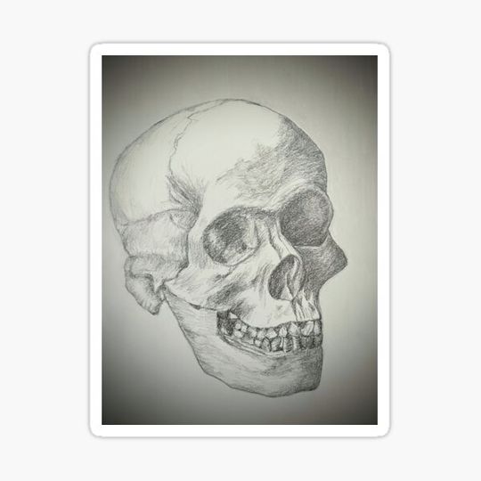 Discover Drawing of a Skull