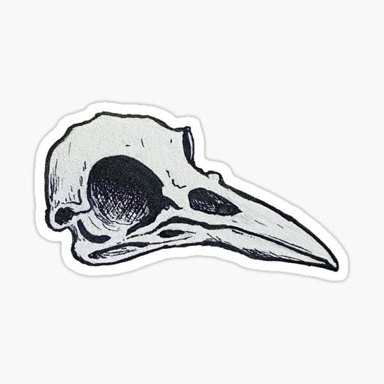 Discover Raven skull