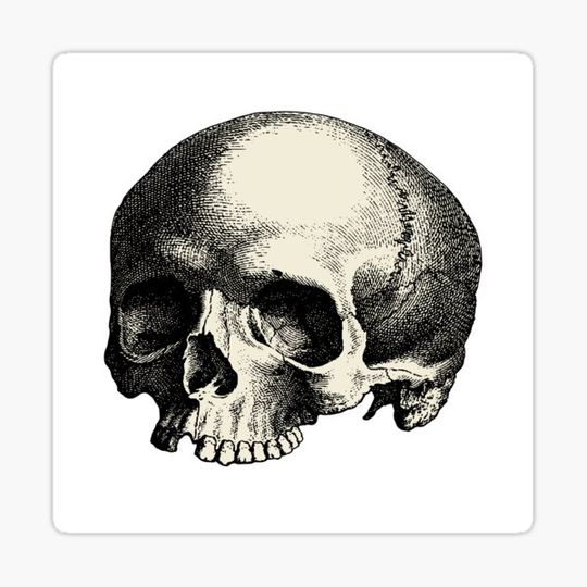 Discover Skull Head