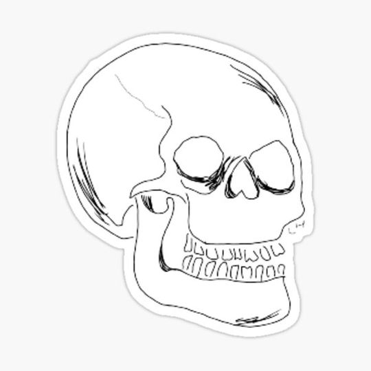 Discover skull