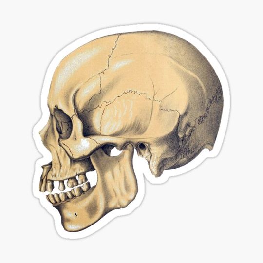 Discover Skull Anatomy Vintage Old