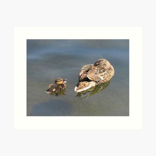 Discover A VERY BAD DUCKLING