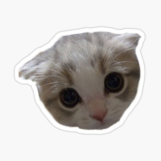 Discover Staring cat