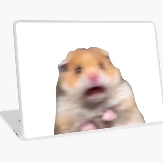 Discover hamster meme