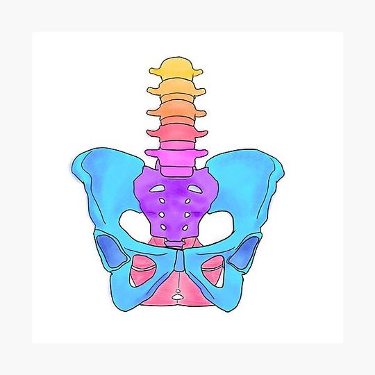 Pastel Pelvis