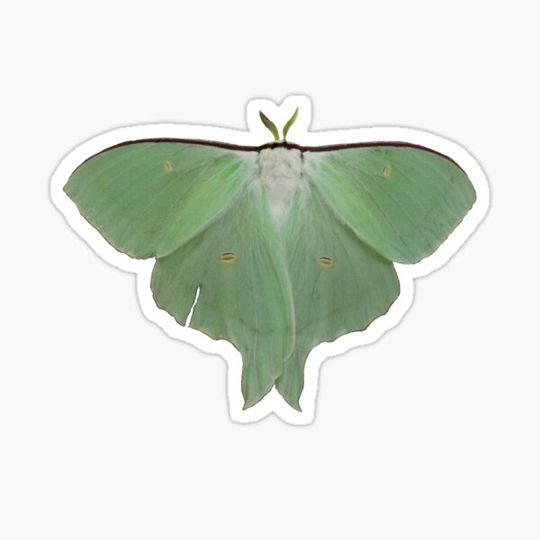 Discover Luna Moth