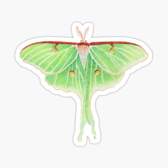 Discover Luna Moth Art