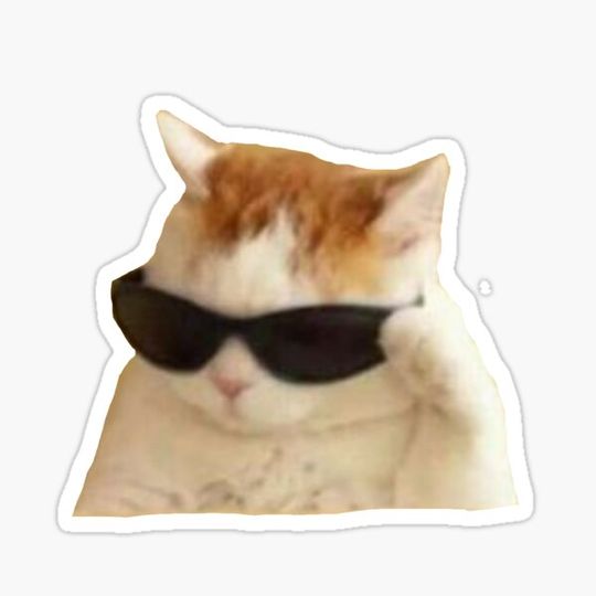 Discover kool cat