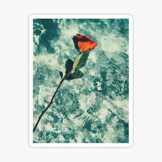 Discover Floating rose in water