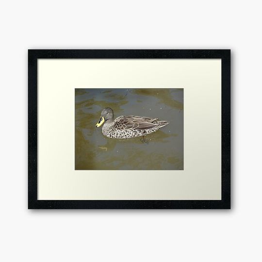Discover Floating Duck