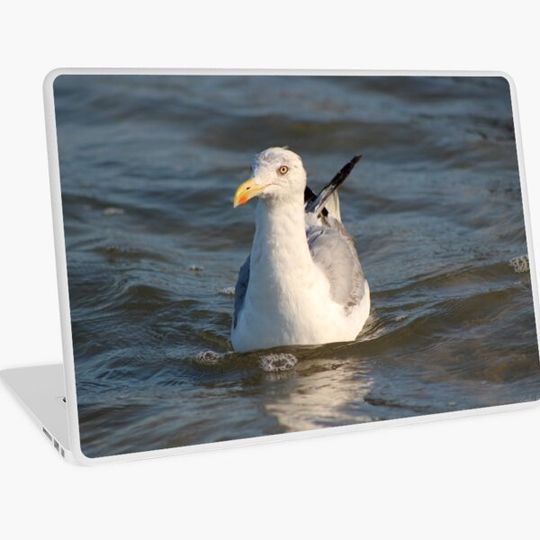 Discover Floating Seagull 1