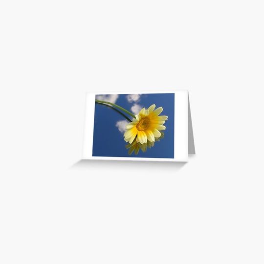 Discover Floating daisy