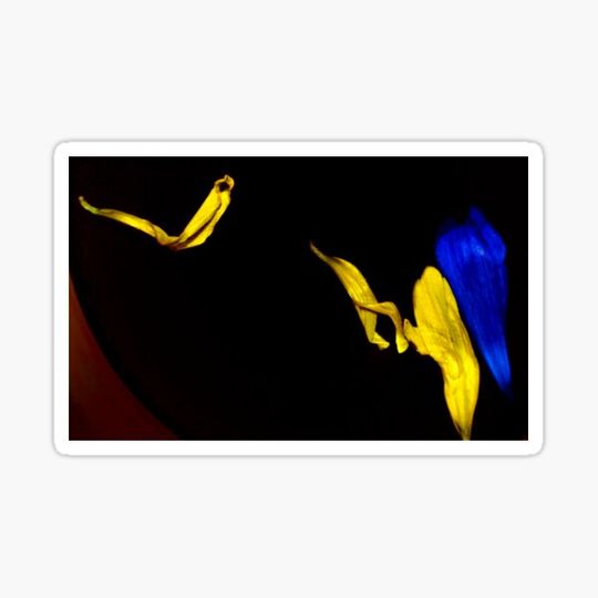 Discover Floating Petals