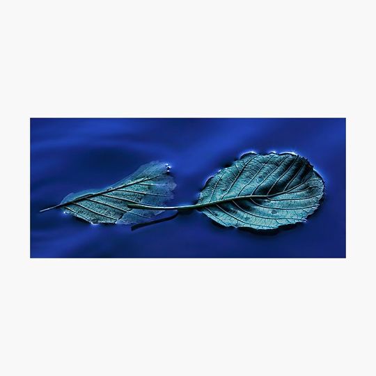 Discover Floating leaves