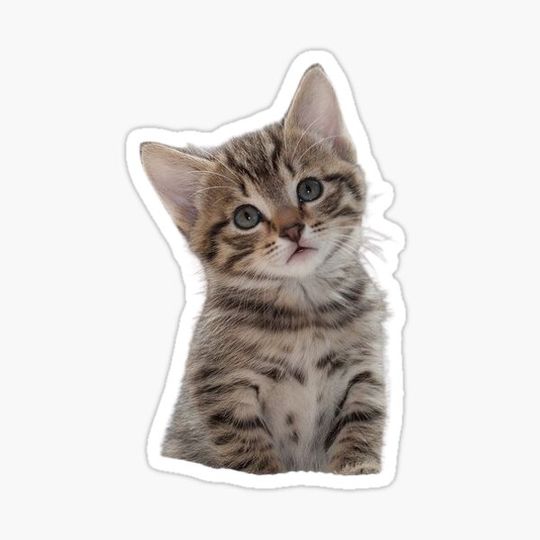 Discover cat fanny