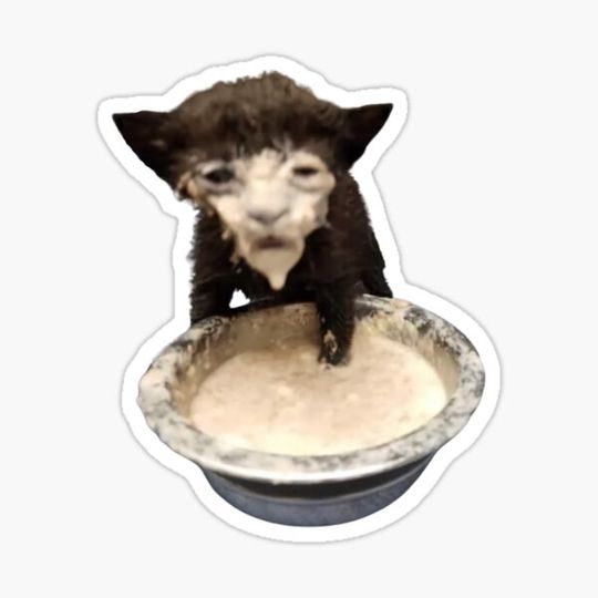 Discover Milk Face Cat Meme (Cursed Milk Cat)
