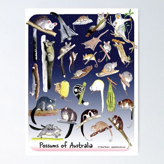 Discover Possums of Australia night sky