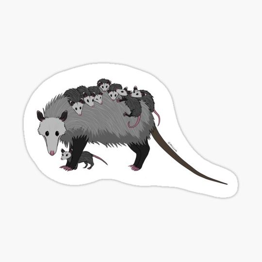 Discover opossum with joeys sticker