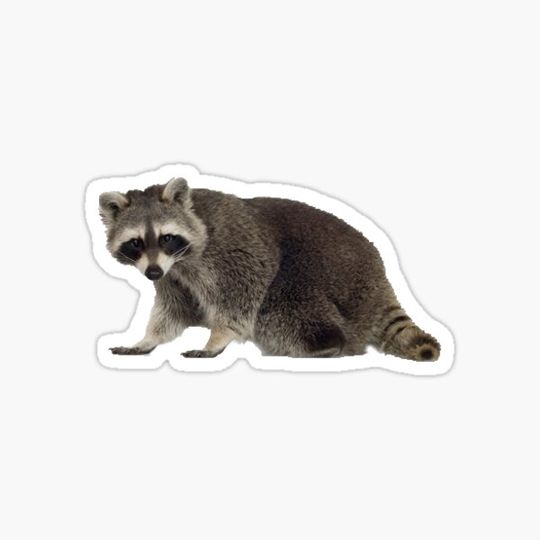 Discover Raccoon
