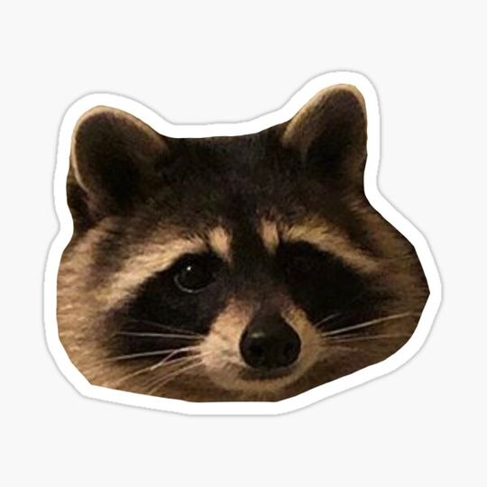 Discover raccoon friend